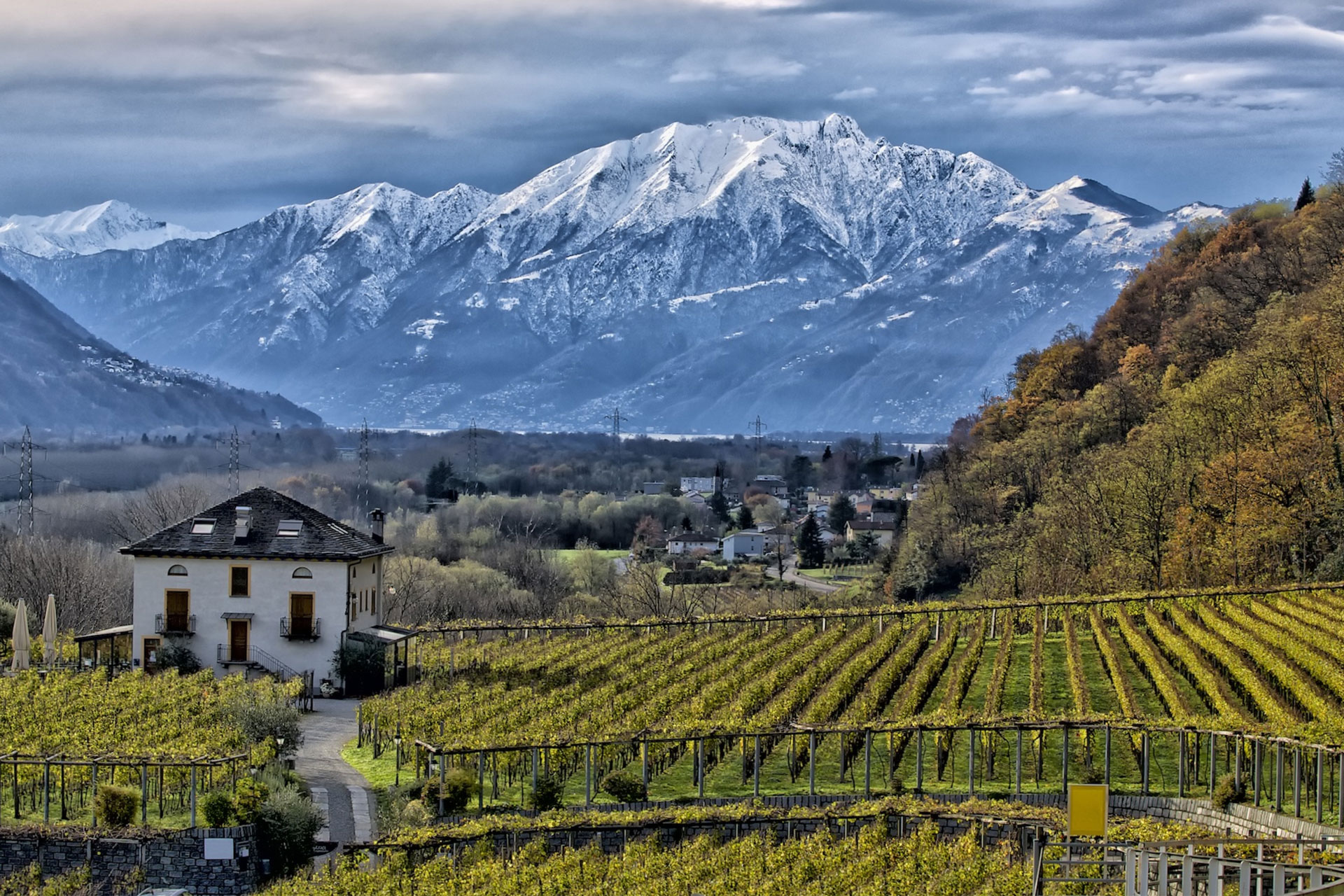 Swiss Vineyards, white gold amid the mountains