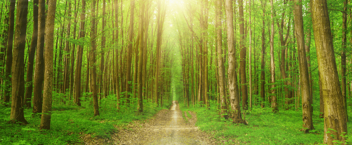 Importancia de la silvicultura para cuidar de nuestro planeta