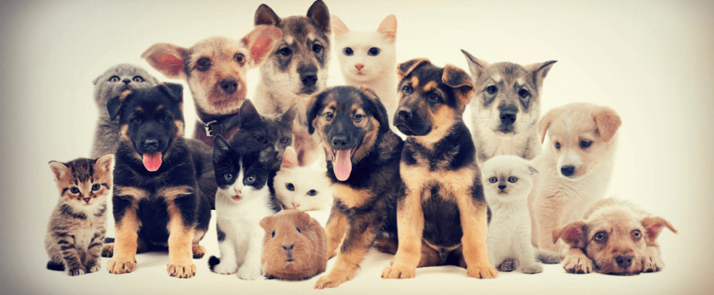 La nutrición de las mascotas: un aspecto vital para su desarrollo