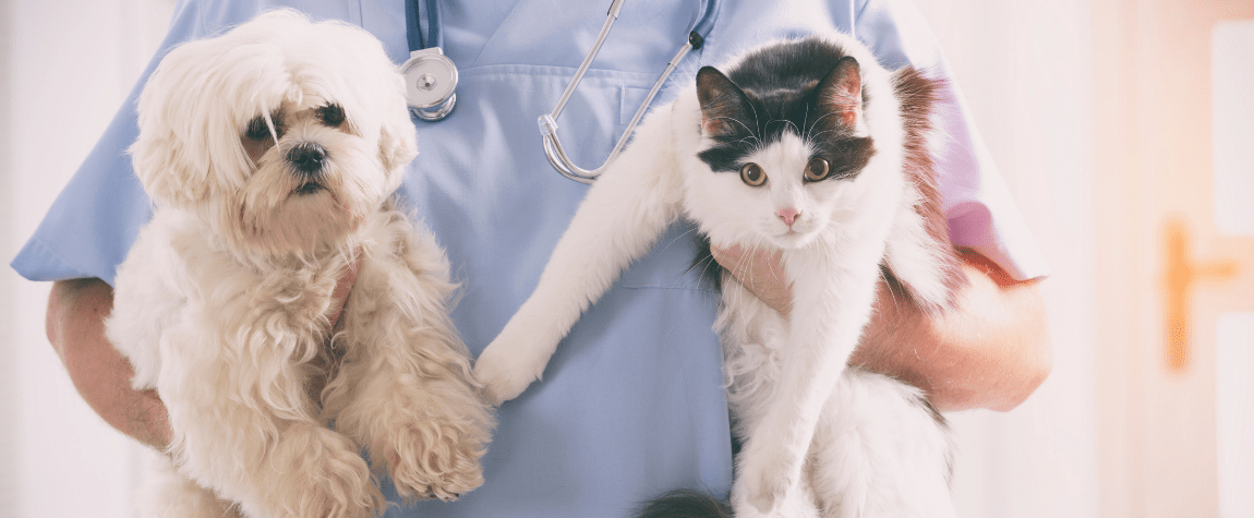 Contributions of technology for veterinary medicine