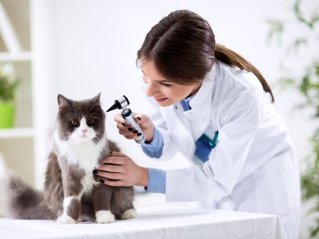 Importance and expansion of pet insurance in the world